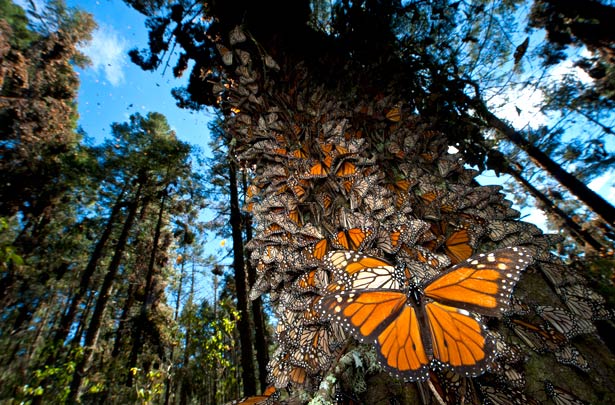 Monarch butterflies