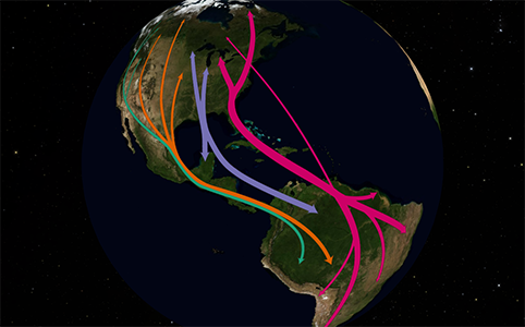 Avian flyways visualization