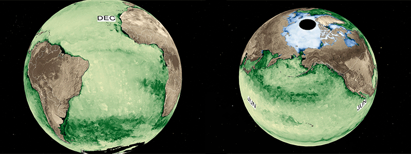 Ocean productivity visualization