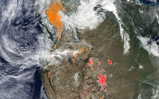 Forests, Beetles, and the Cycles of Life